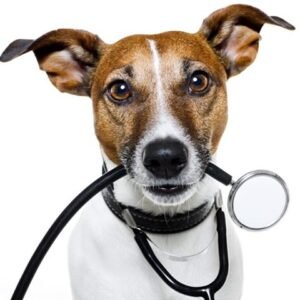 Veterinarske dijete psi