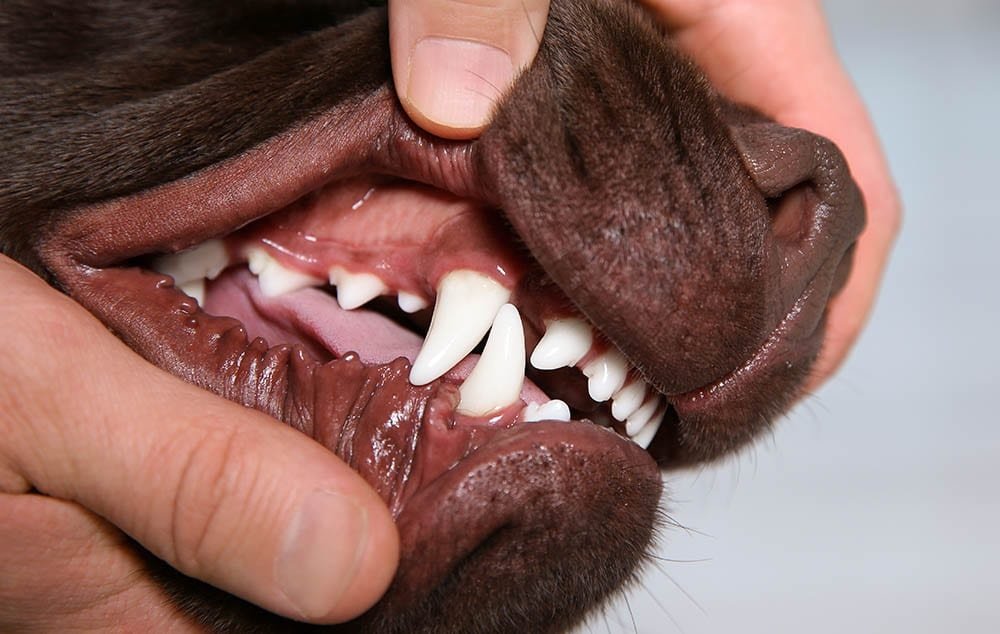 Oralna higijena pasa i mačaka