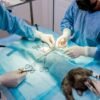Sterilizacija i kastracija pasa i mačaka – šta treba znati pre i posle zahvata?