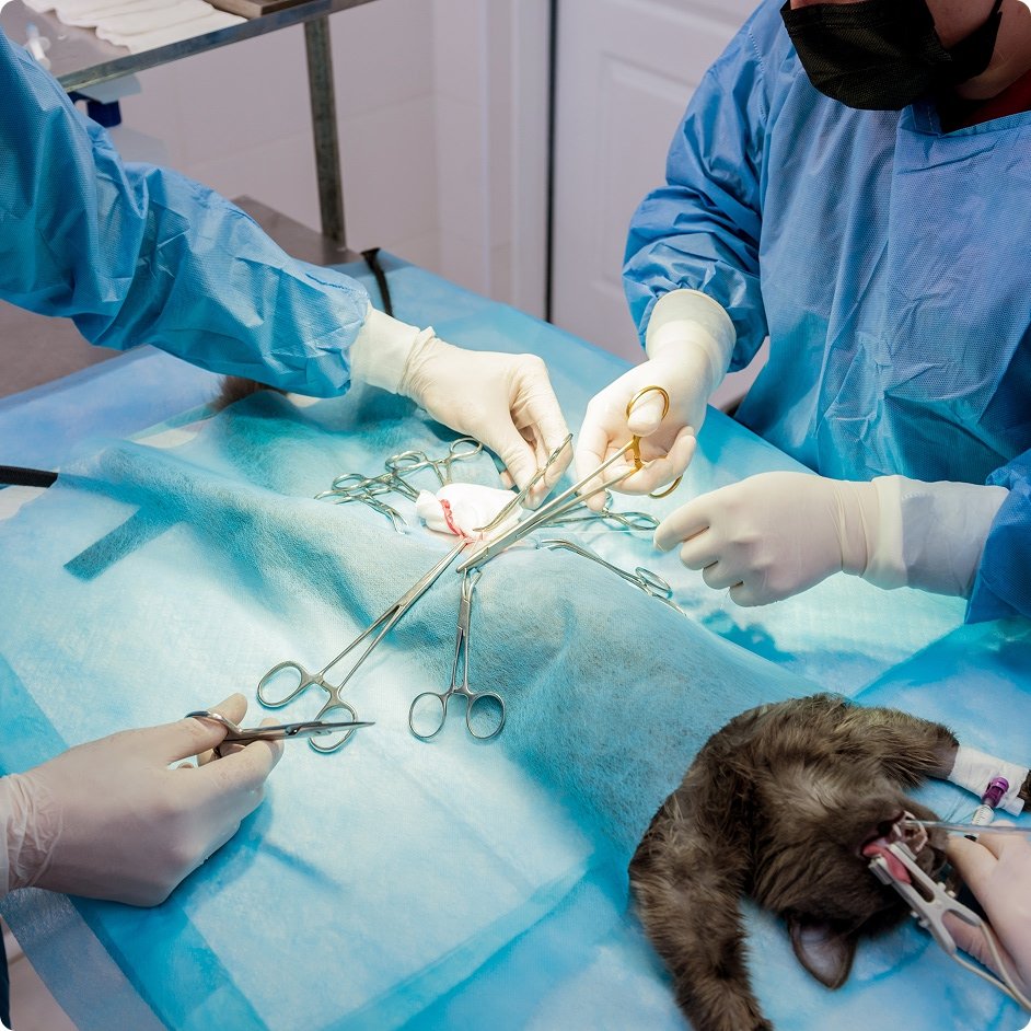 Sterilizacija i kastracija pasa i mačaka – šta treba znati pre i posle zahvata?