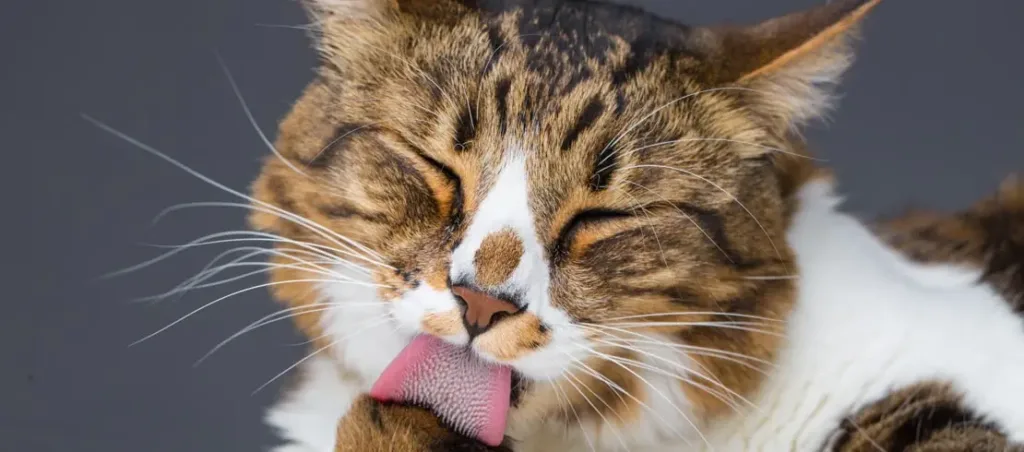 Royal Canin Hairball hrana za mačke
