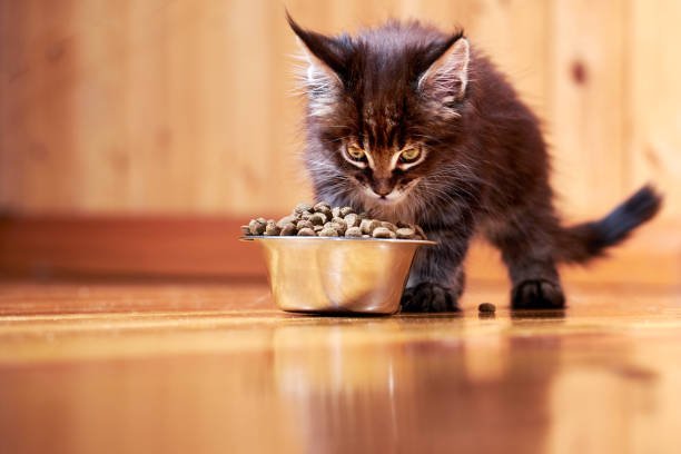 Royal Canin Kitten