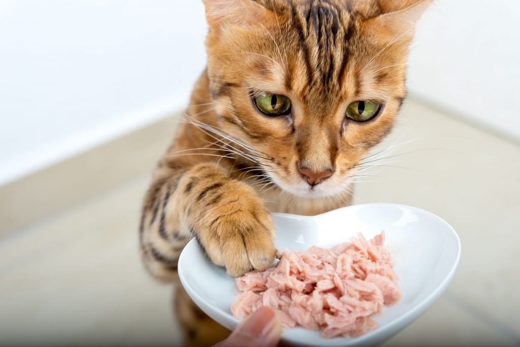 Royal Canin Sterilised za mačke