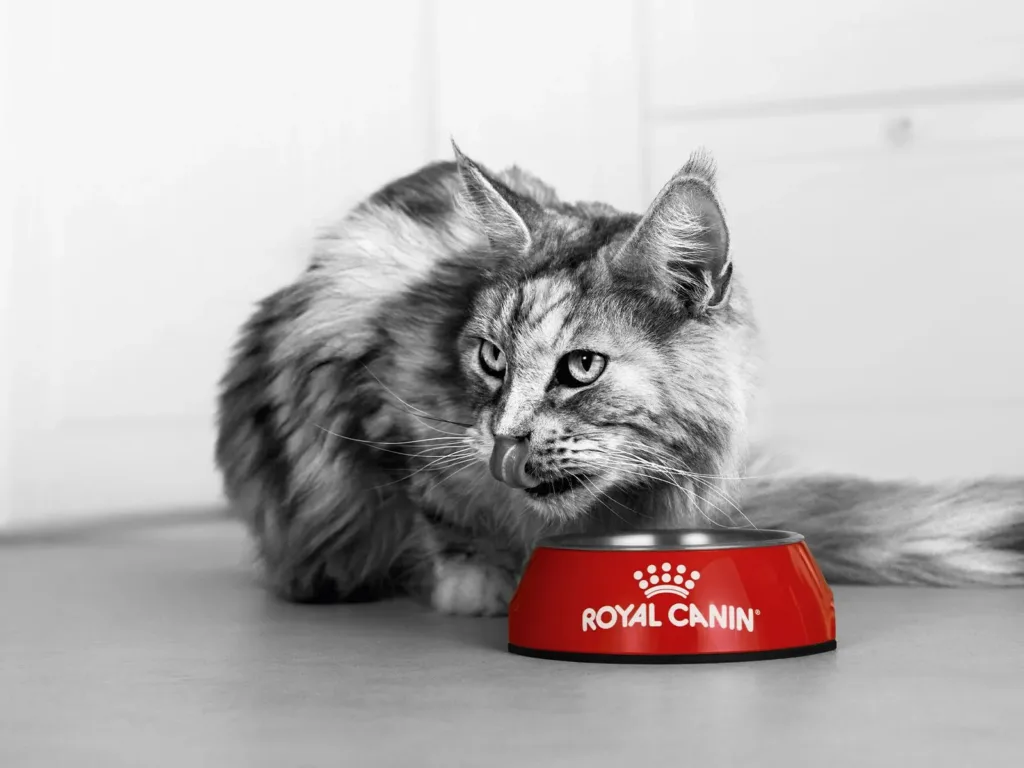 Royal Canin hrana za mačke